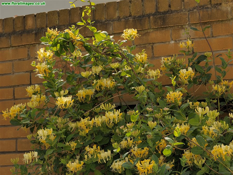 Lonicera periclymenum