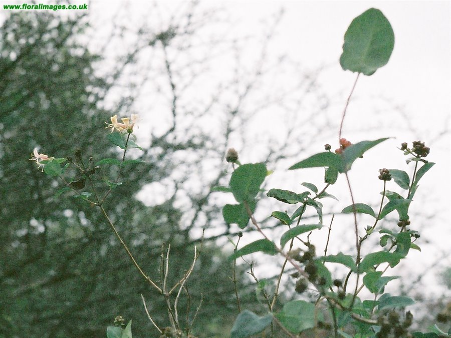 Lonicera periclymenum