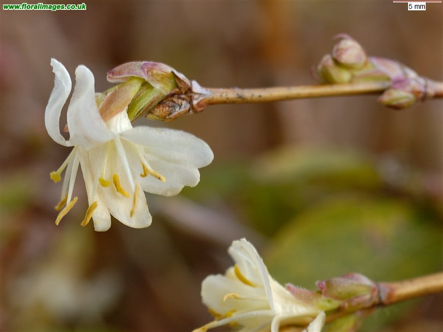 Lonicera xylosteum