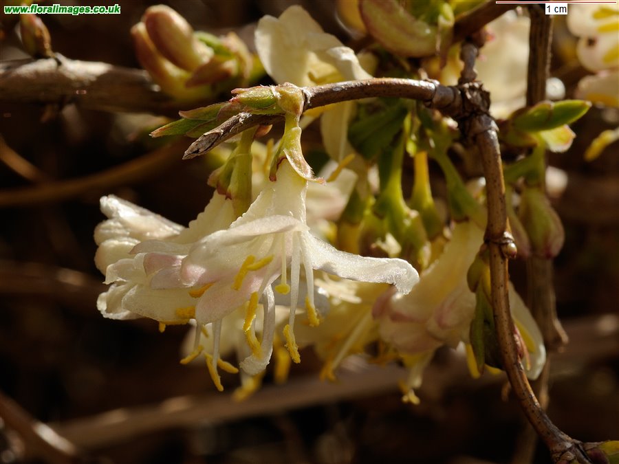 Lonicera xylosteum