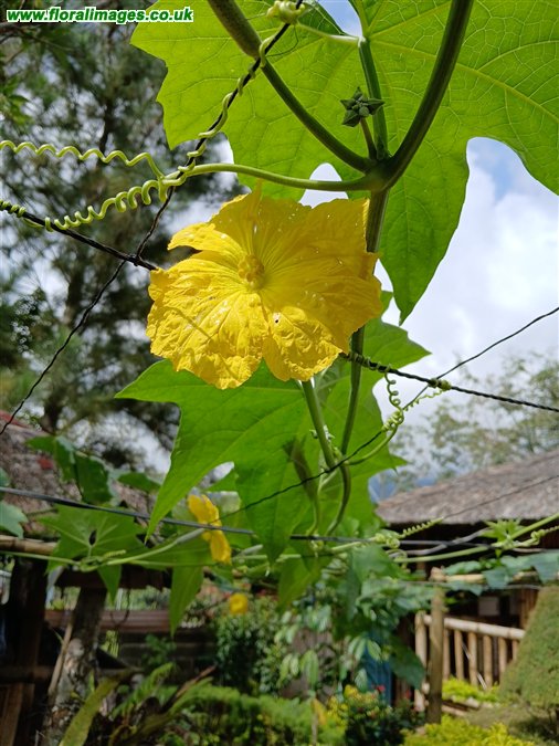 Luffa acutangula