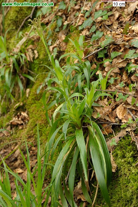 Luzula sylvatica