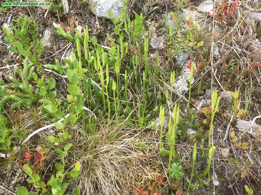 Lycopodium clavatum