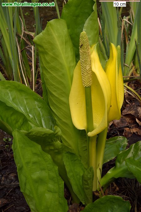 Lysichiton americanus