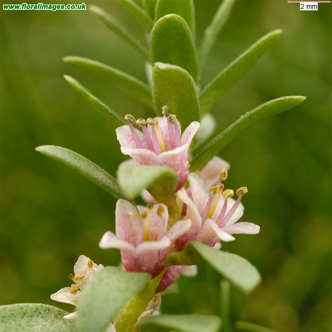 Lysimachia maritima