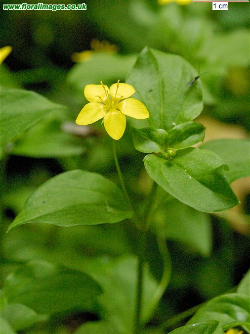 Lysimachia nemorum
