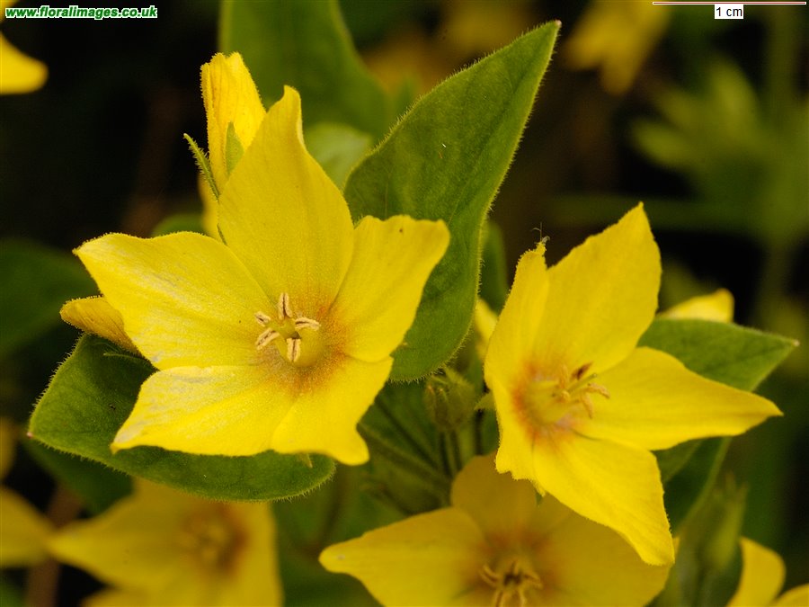 Lysimachia punctata