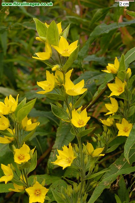 Lysimachia punctata