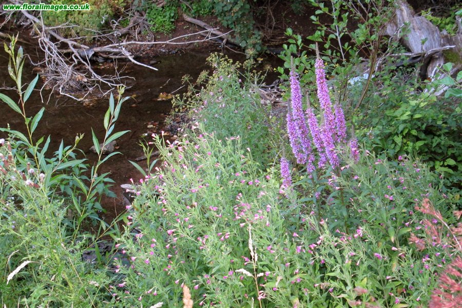 Lythrum salicaria