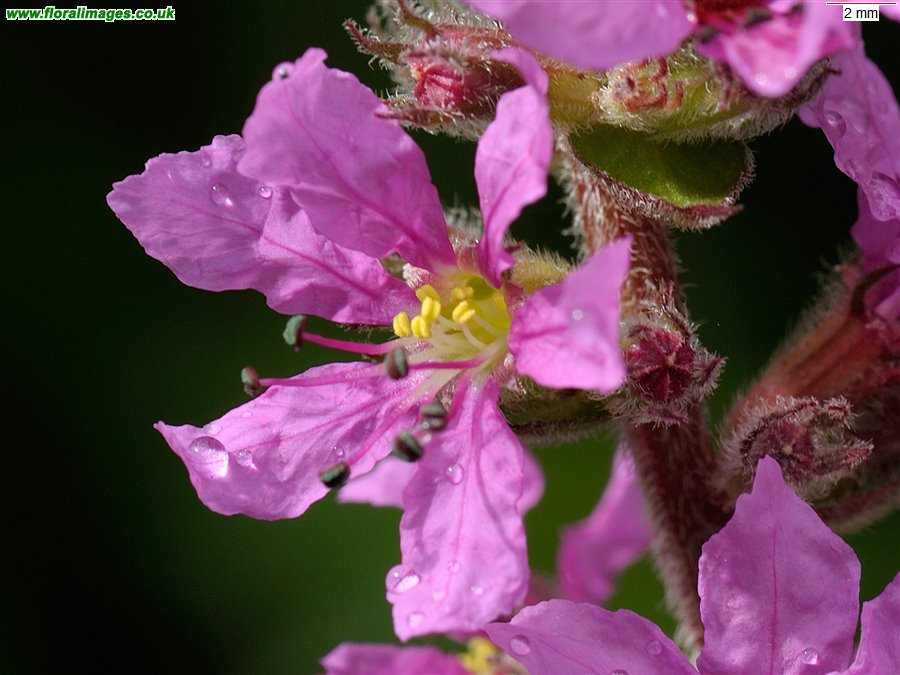 Lythrum salicaria