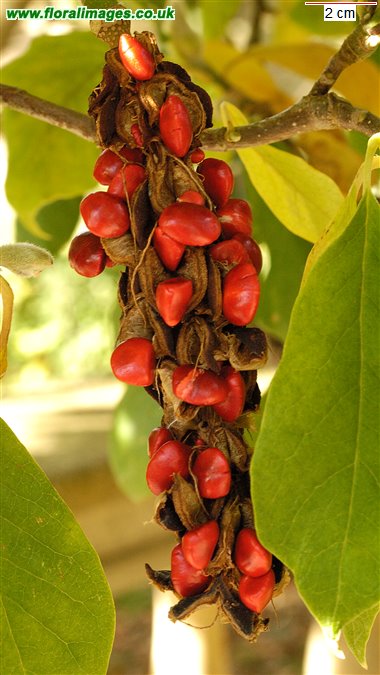Magnolia sp.