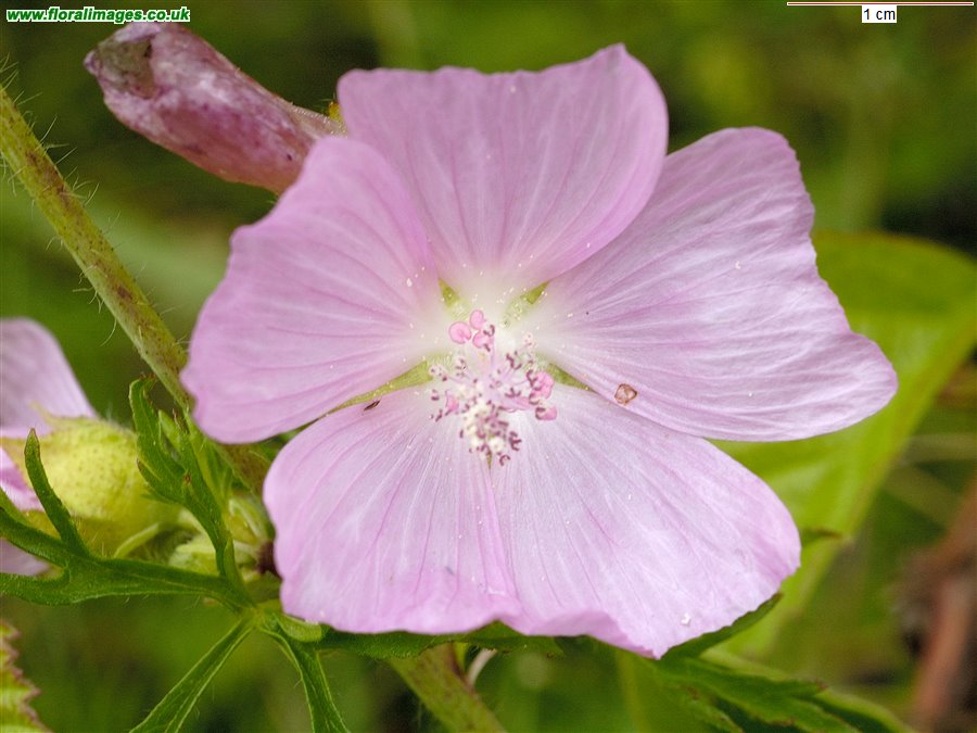 Malva moschata
