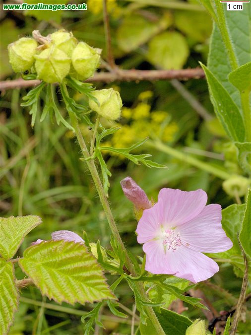 Malva moschata