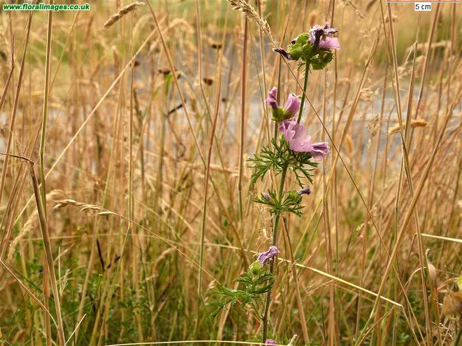 Malva moschata