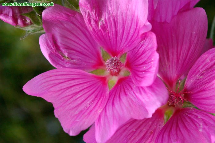 Malva moschata
