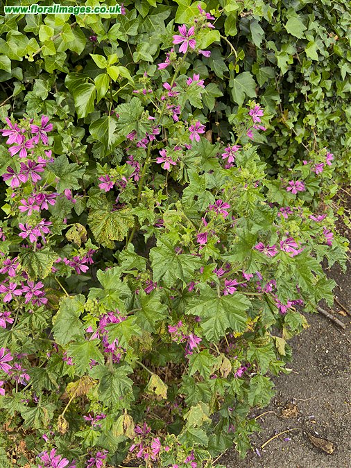 Malva sylvestris