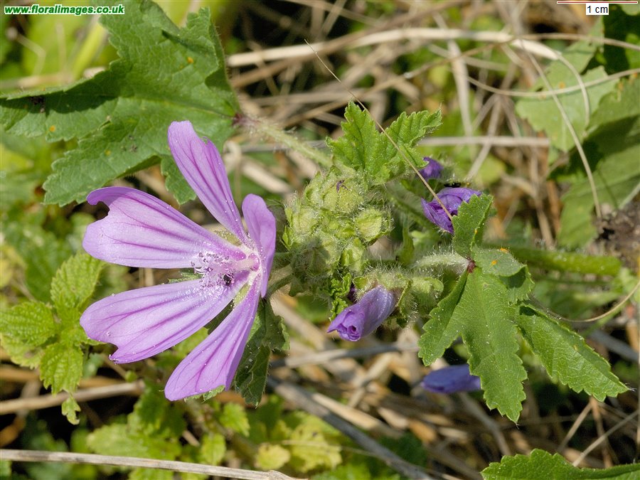 Malva sylvestris
