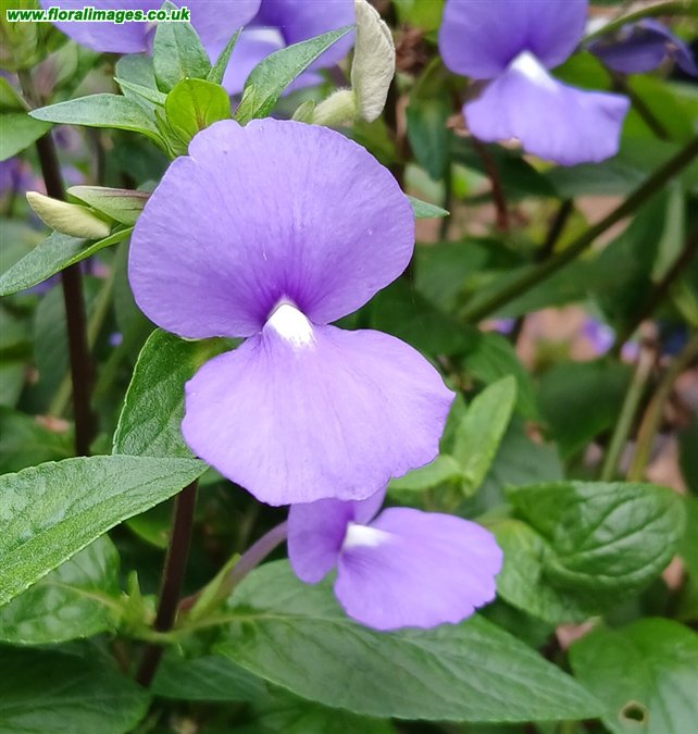 Matourea azurea