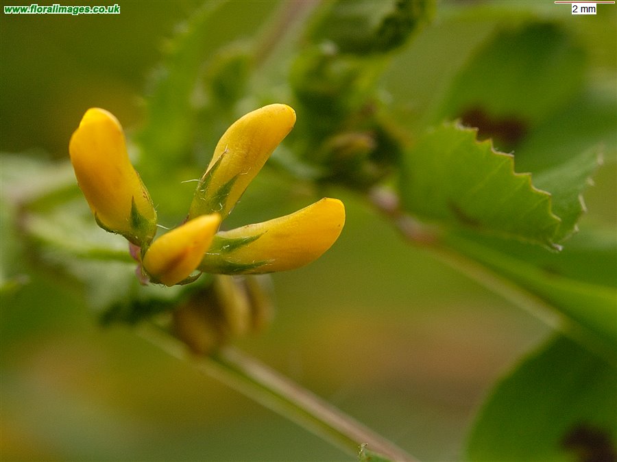 Medicago arabica