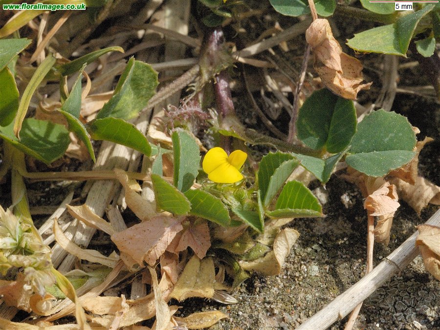 Medicago polymorpha