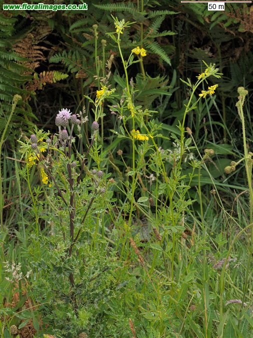 Melilotus altissimus