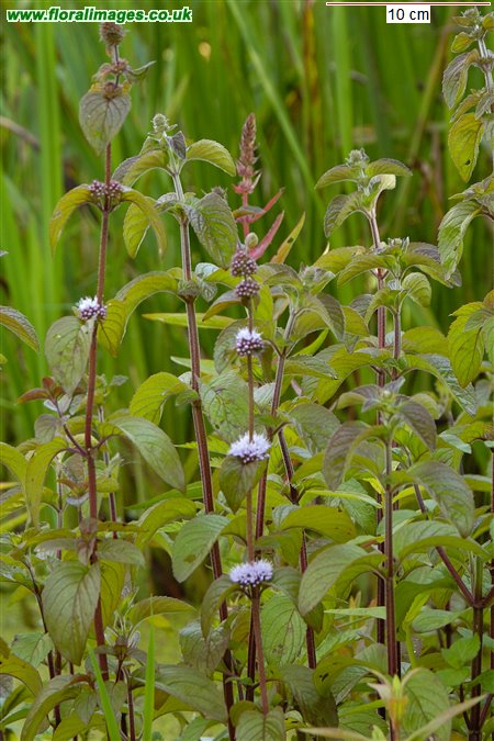 Mentha aquatica