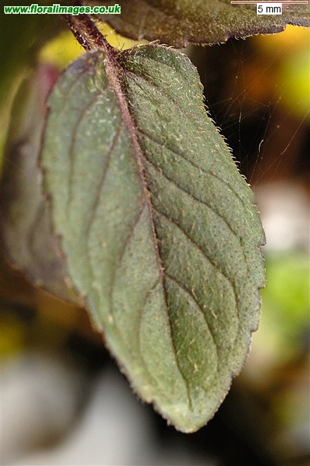 Mentha aquatica