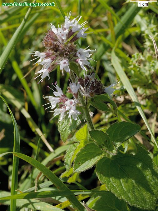 Mentha aquatica