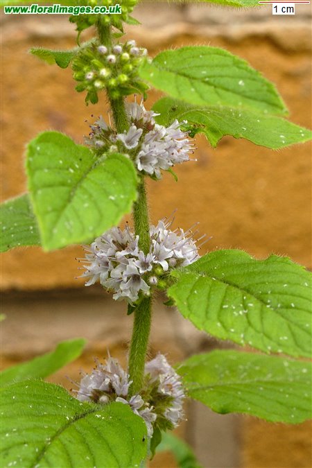Mentha arvensis