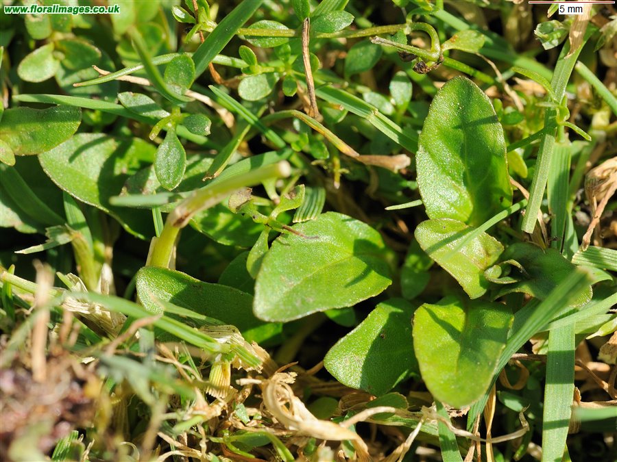 Mentha pulegium