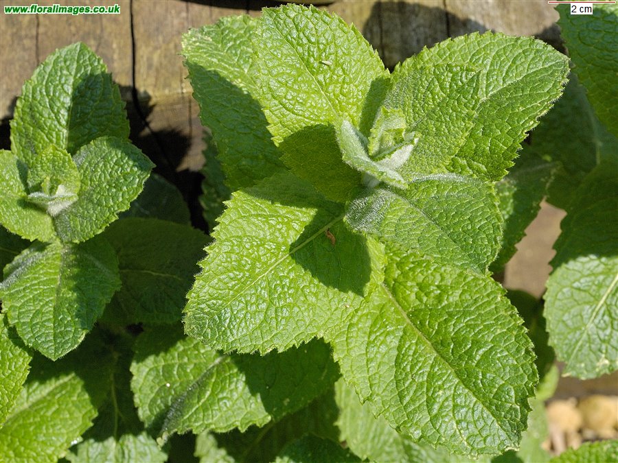 Mentha x villosa