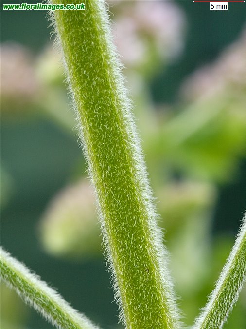 Mentha x villosa