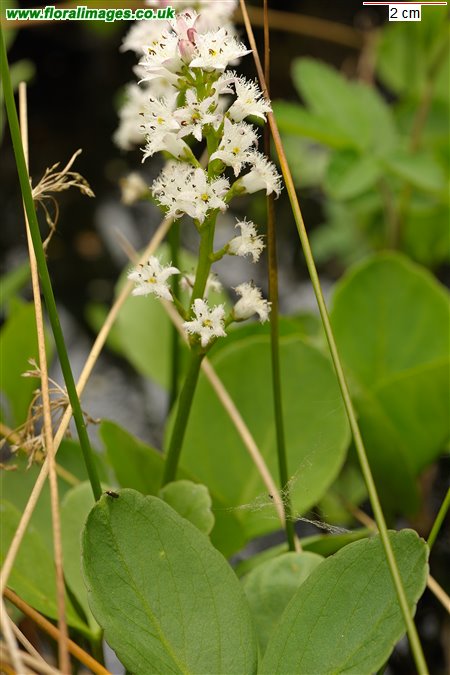 Menyanthes trifoliata