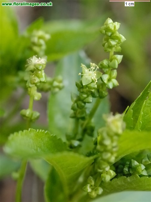 Mercurialis perennis