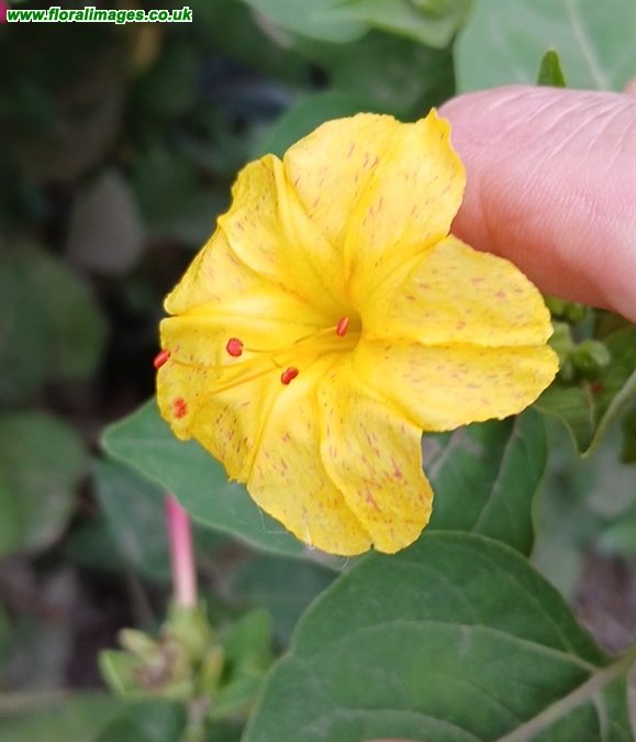 Mirabilis jalapa