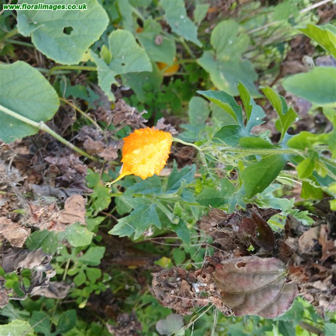 Momordica charantia