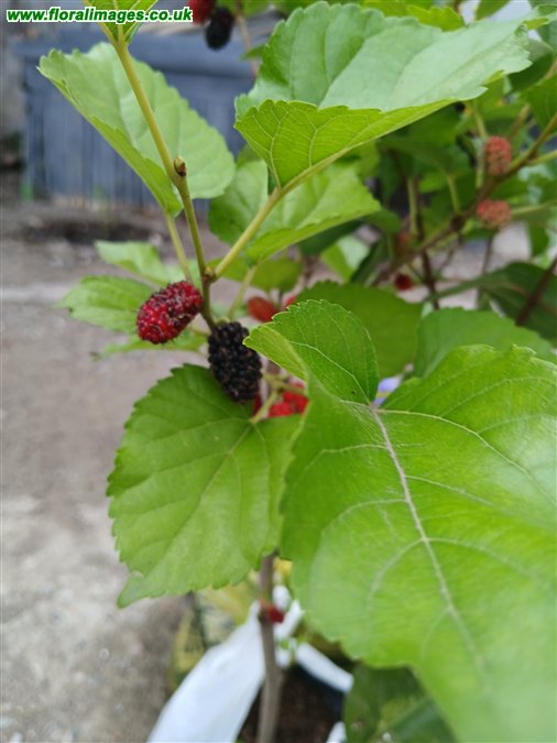Morus nigra