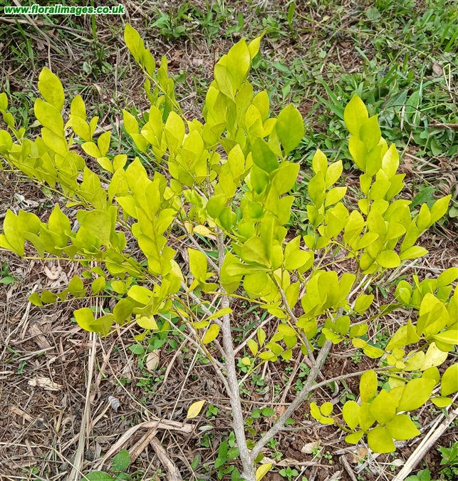 Murraya paniculata