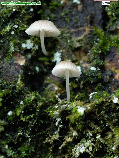 Mycena sp. (2)