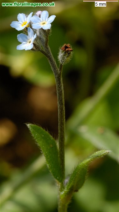 Myosotis arvensis