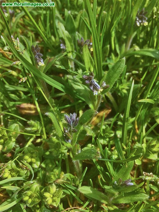 Myosotis discolor