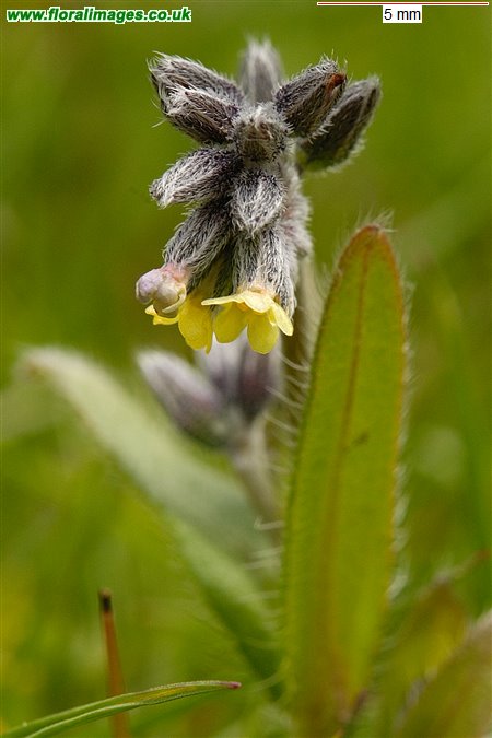 Myosotis discolor