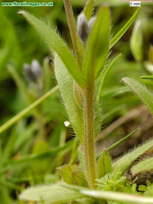 Myosotis discolor