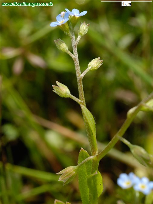 Myosotis laxa