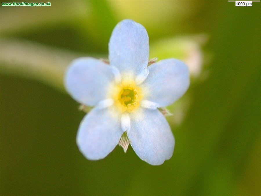 Myosotis laxa