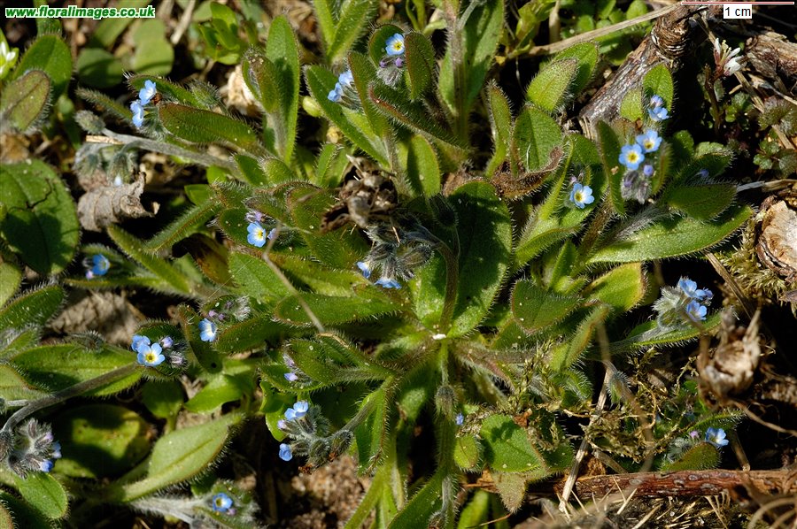 Myosotis ramosissima