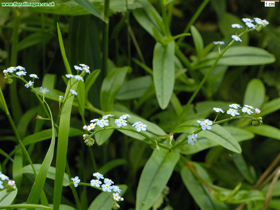 Myosotis scorpioides