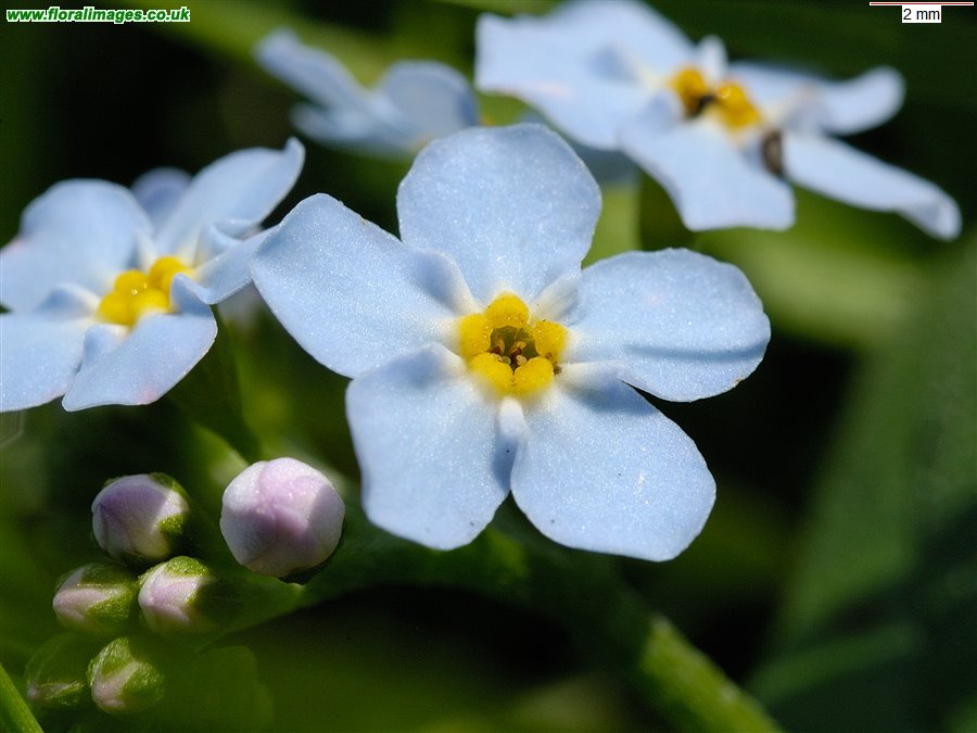 Myosotis scorpioides