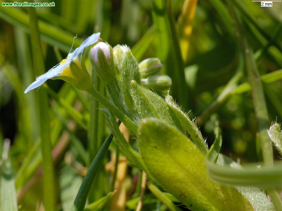 Myosotis secunda