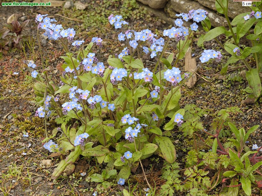 Myosotis sylvatica